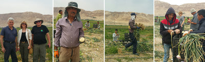 Dead Sea Garlic in Israel