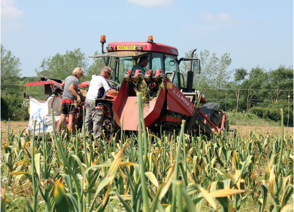 When to harvest Garlic in the UK – The Garlic Farm