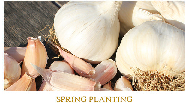 Spring Garlic Bulbs
