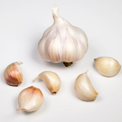 Picardy Wight Seed 2 Or 4 Bulbs 