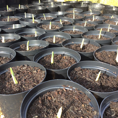 Growing Garlic in Pots