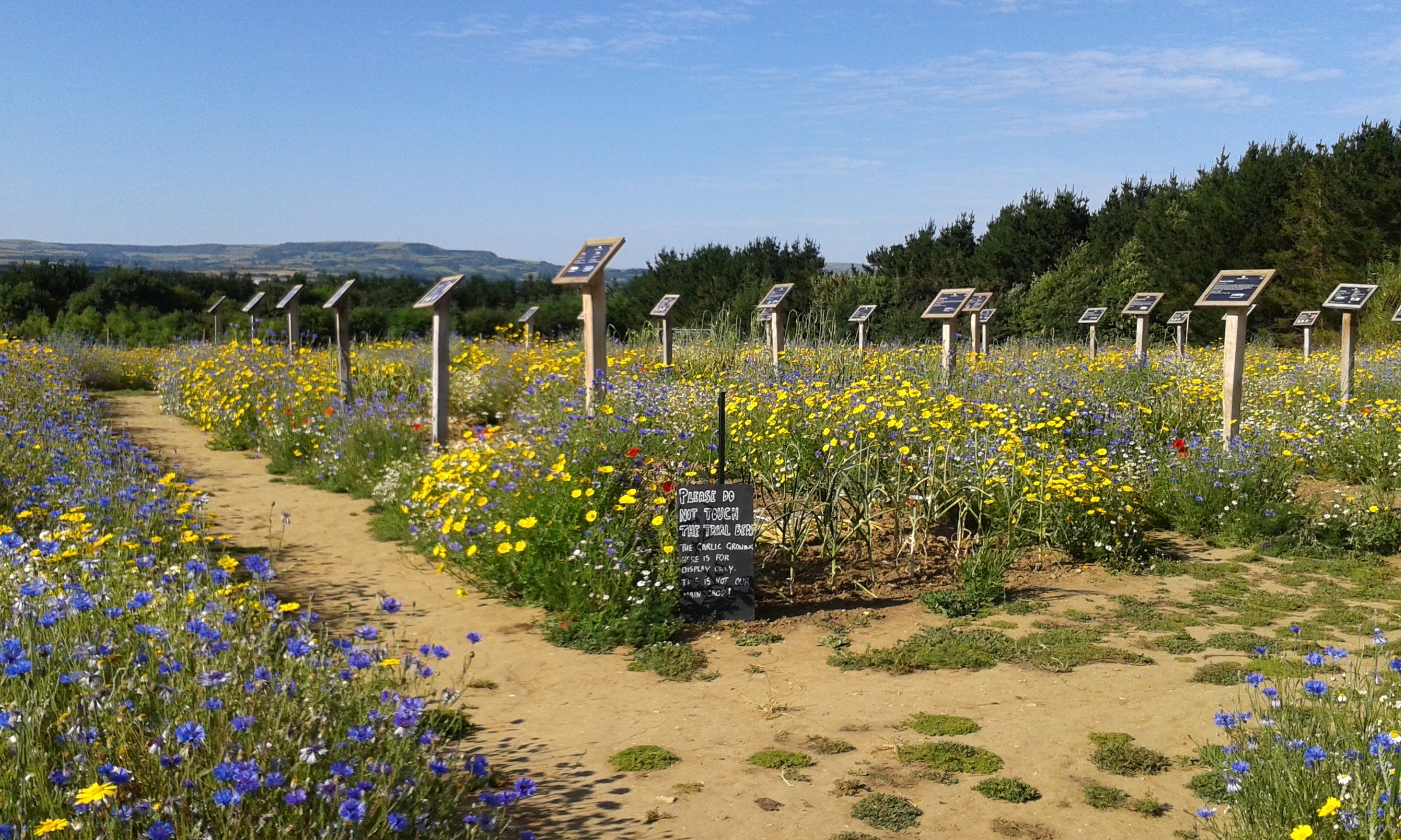 Planning your Garden: Garlic Companion Planting | The Garlic Farm Isle of  Wight