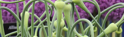 Health Benefits of Garlic