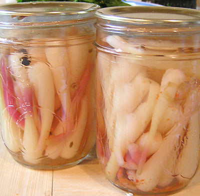 Pickled wild garlic