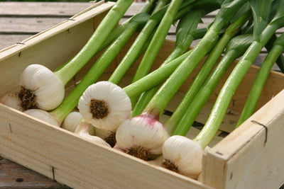 Tortellini with Green Garlic and Mushrooms