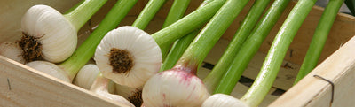 What to do: Wet, Green Garlic