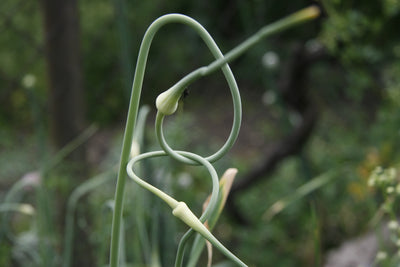 Spring Garlic