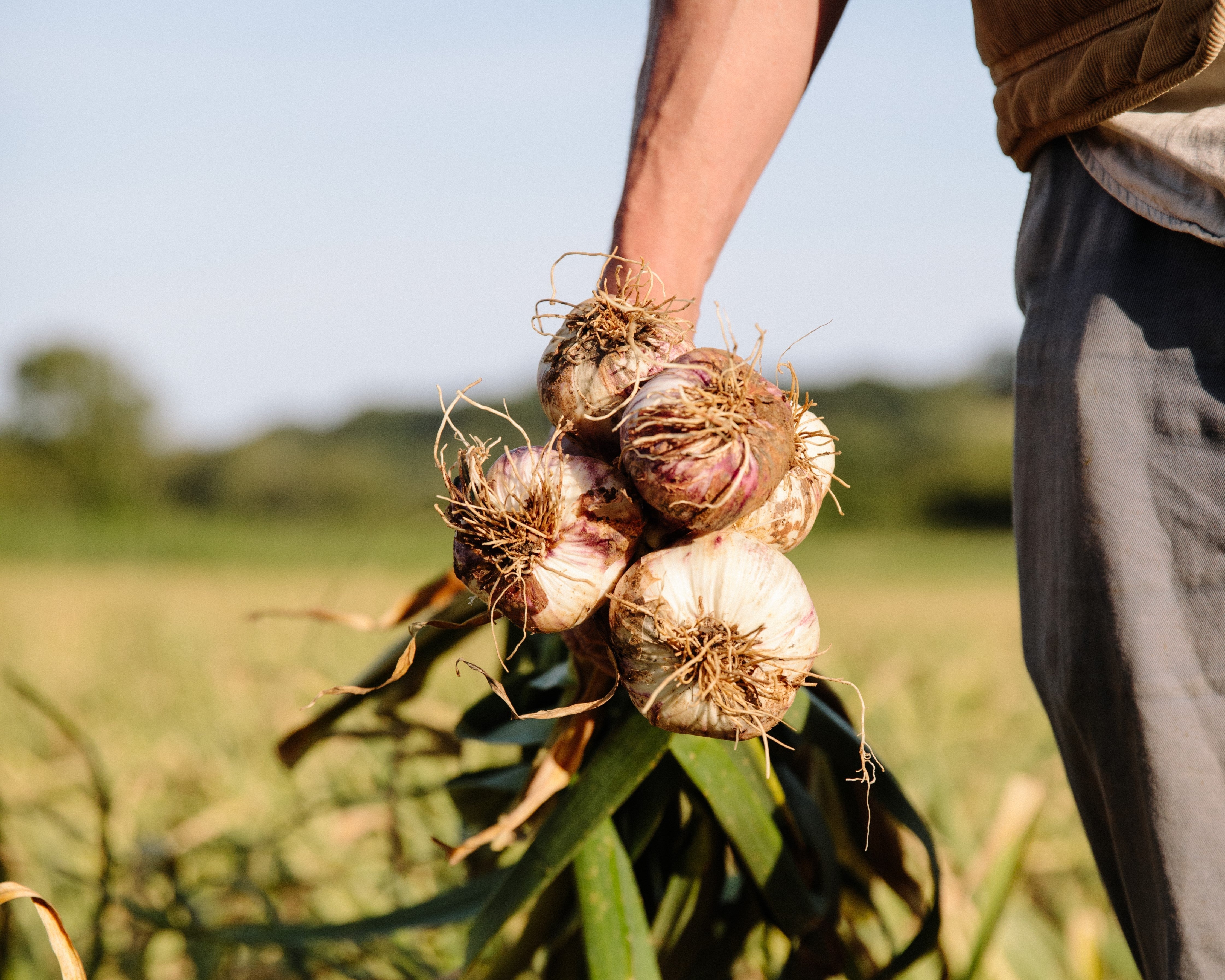 Impact Report Year End 30th June 2025 – The Garlic Farm