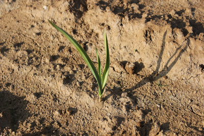 Spring Garlic Planting and Maintenance