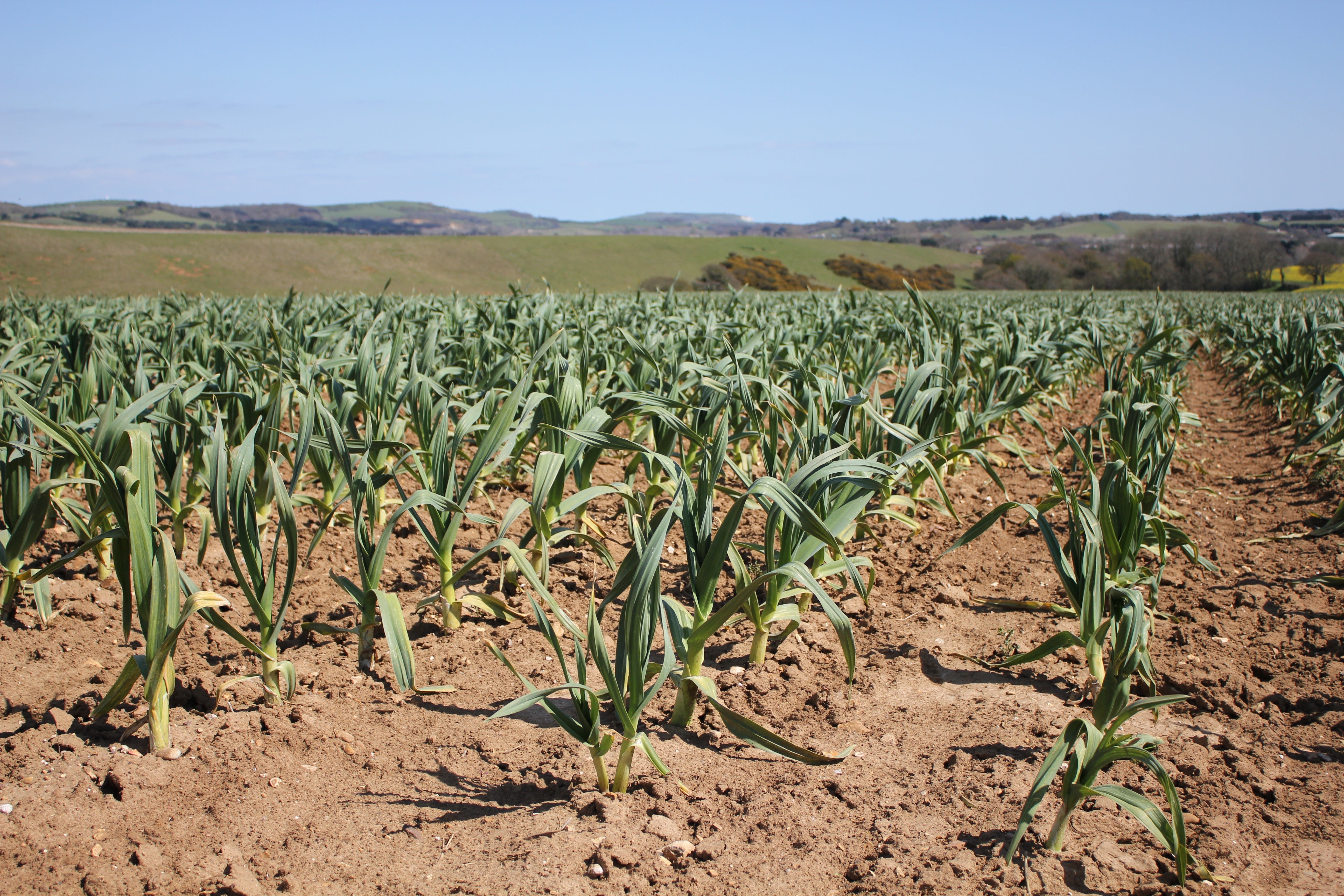 Spring is Sprung! – The Garlic Farm
