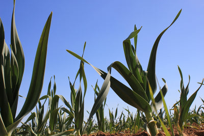 The Garlic Farm - Experts in Garlic Growing