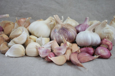 Garlic types