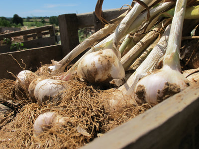 Garlic  Hero of the Feast of the Wight