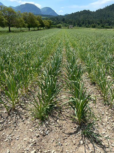 Learning about certified organic seed garlic in the Drôme