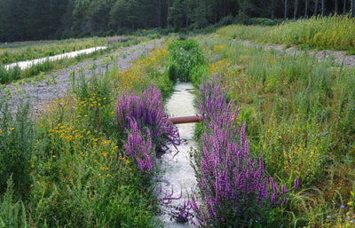 Welcome to Our Wetland