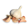 Picardy Wight Seed