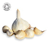 Organic Provence Wight Seed - 4 Bulbs