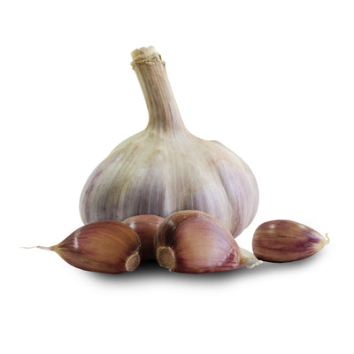 Caulk Wight ® Seed