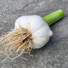 Organic Elephant Garlic