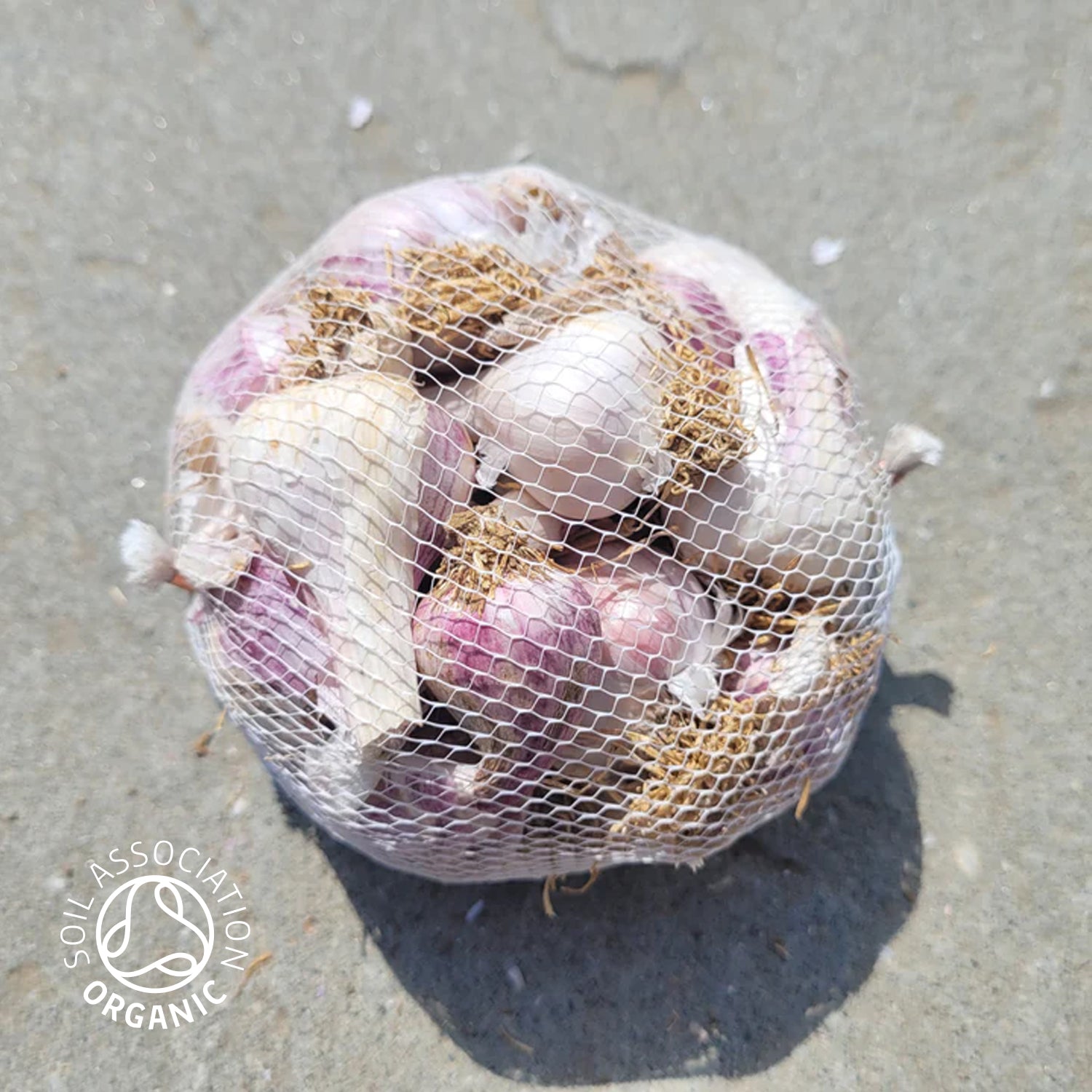 Garlic Netted Organic - Mixed Garlic Bulb 500g Net – The Garlic Farm