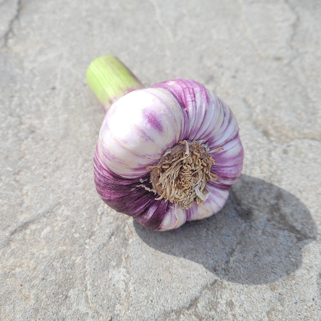 New Season Rhapsody Wight Bulb The Garlic Farm Isle of Wight