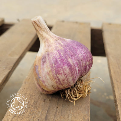 Organic Rhapsody Wight Garlic Bulb for Eating