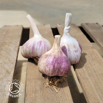 Organic Rhapsody Wight Garlic Bulb for Culinary