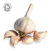 Organic Kingsland Wight ® Seed - 4 Bulbs