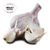 Maddock Wight ® Seed - Premium Iberian