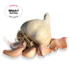 Mersley Wight ® Seed