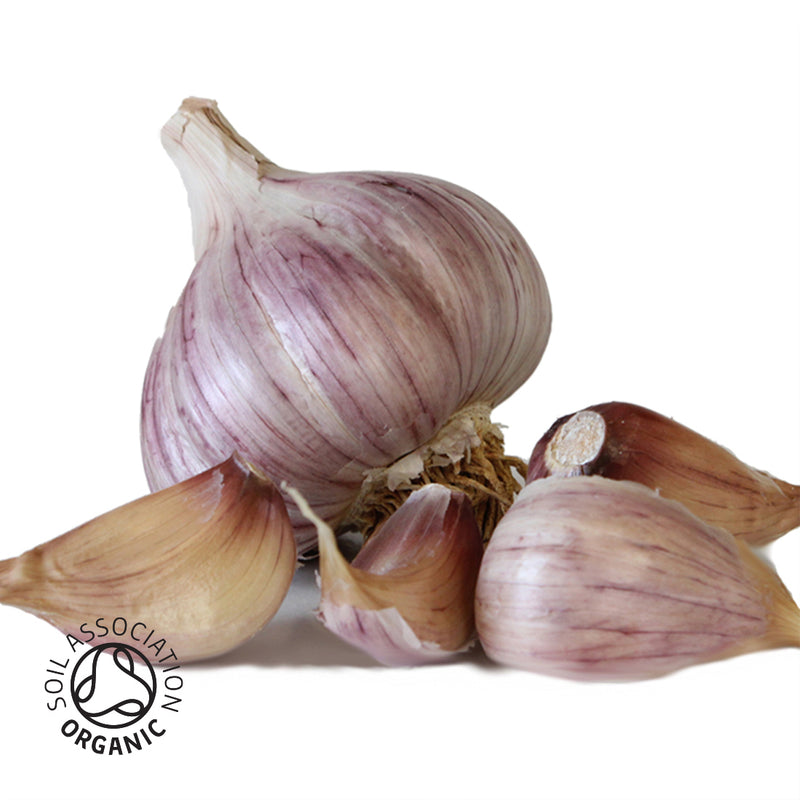 Caulk Wight Organic Seed Garlic