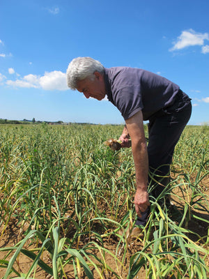 Colin in garlic field