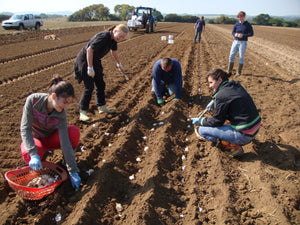 Planting Elephant Garlic