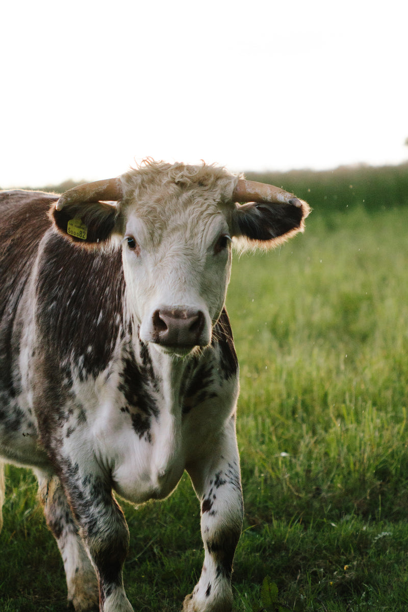 Farm Tours - let us show you around