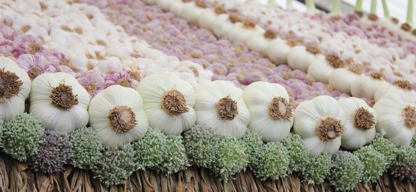 Garlic Allium Display