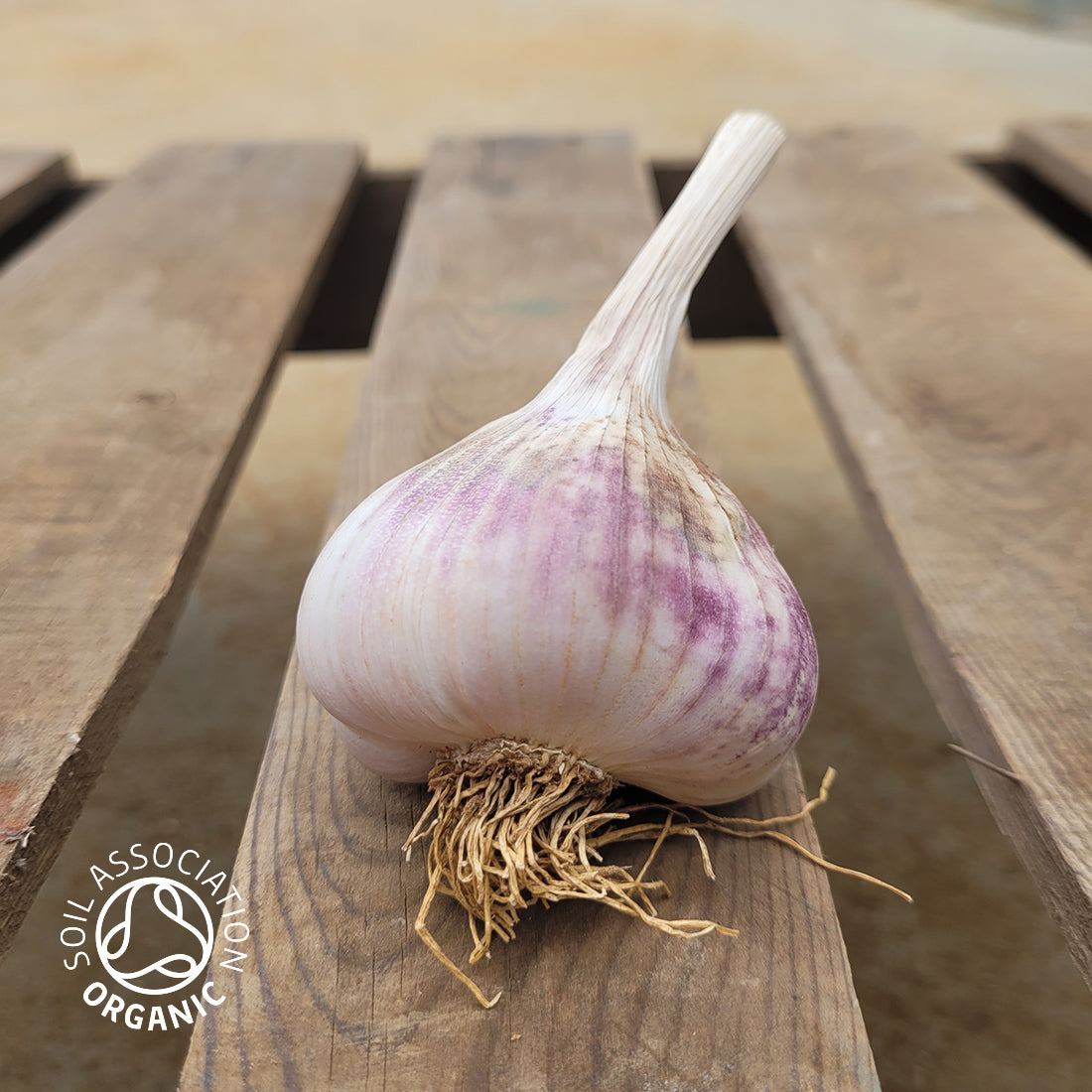 Organic Maddock Wight Bulb The Garlic Farm Organic maddock wight bulb the garlic farm
