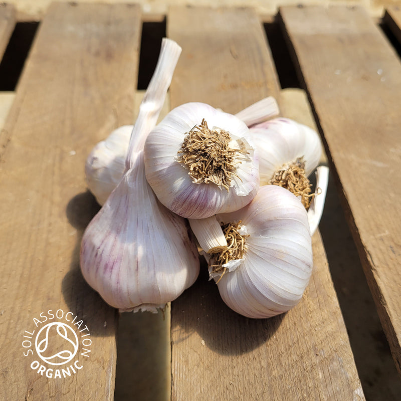 Organic Maddock Wight Bulb