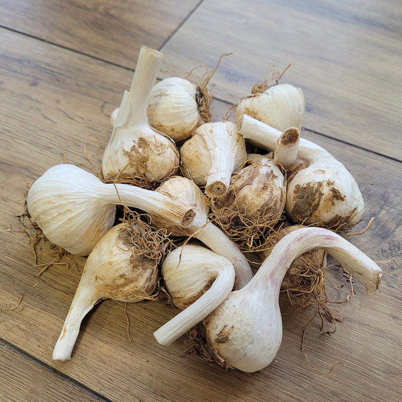 Wonky Organic Garlic: 10-Bulbs