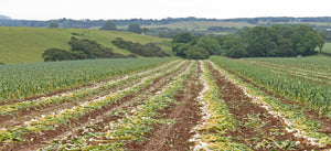 Garlic Fields