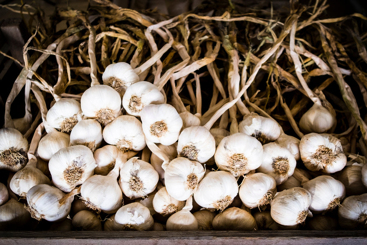 Garlic in Trays