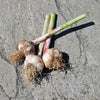 Organic Green Garlic 3 Bulbs