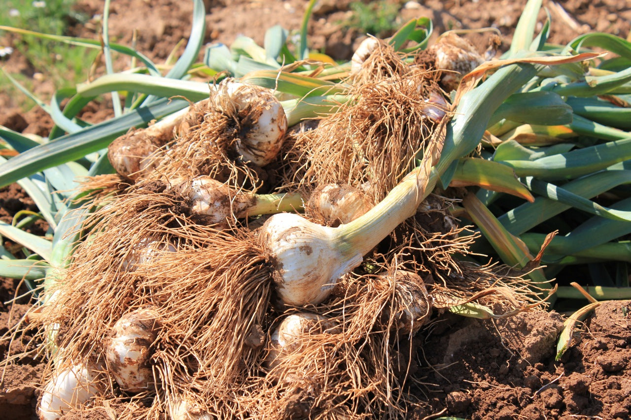 Harvested garlic