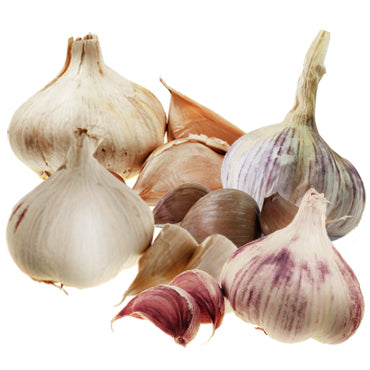 Winter Planting Pack X 4 Bulbs  