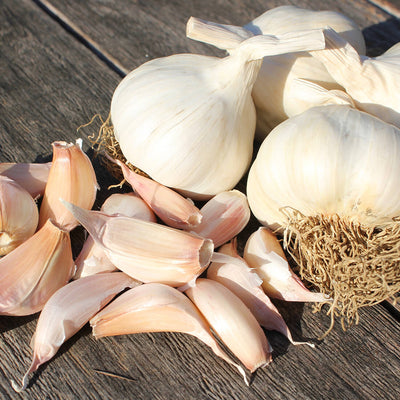 Picardy Wight Seed 2 Or 4 Bulbs 