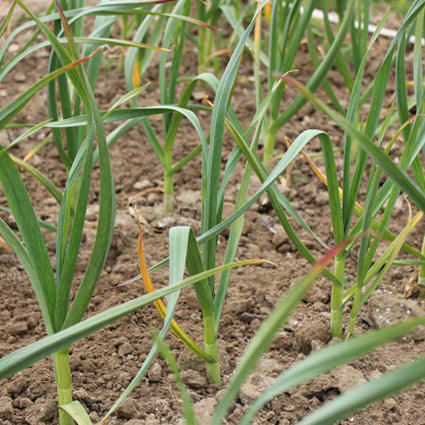 Solent Wight Seed     