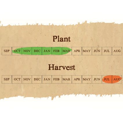 Solent Wight Seed     