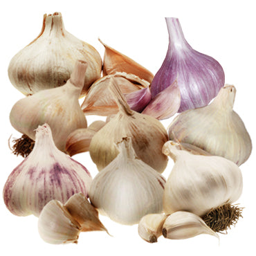 Garlic Lovers Planting Pack X 8 Bulbs 