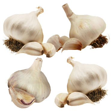 Spring Planting Pack X 4 Bulbs  