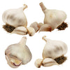 Spring Planting Pack X 4 Bulbs  