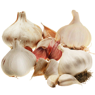Autumn Planting Pack X 4 Bulbs  